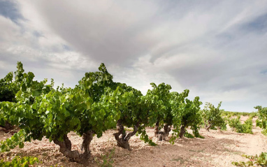 Arrocal