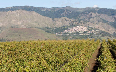 Viñedo