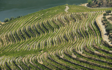 Viñedo