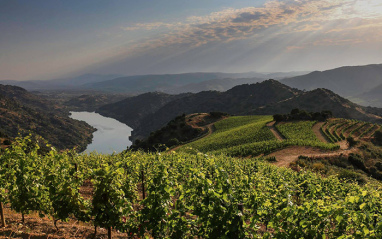 Viñedos