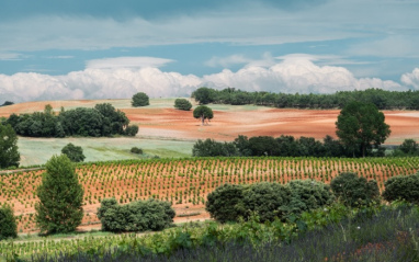 Paisaje del Viñedo de Dominio d'Echauz