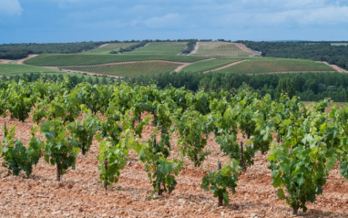 Detalle del viñedo Dominio d'Echauz