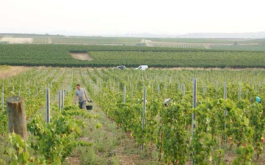 Viñedos de Mas Coutelou
