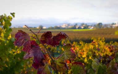 Vistas del viñedo de la bodega Mas Coutelou