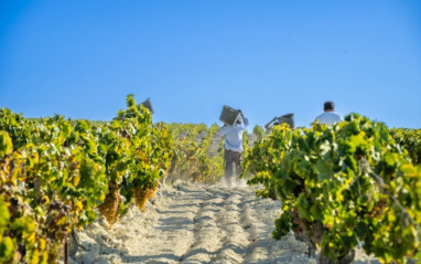 Viñedo de la bodega Sara SotoManrique Mahína