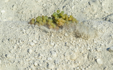 Detalle de las uvas en el suelo del viñedo Sara SotoManrique Mahína
